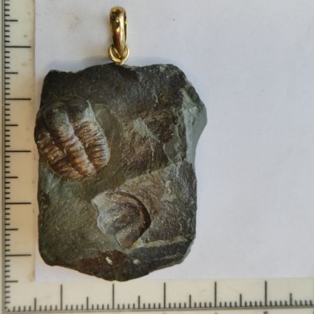 Trilobita fosszlia apr kzetben medlknt szerelkelve 17gramm