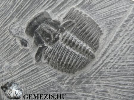 Trilobita Elrathia kingii fosszlia 520 milli ves llati kvlet 75 gramm