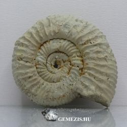  Parataxioceras ammonitesz fosszlia 49 gramm