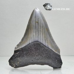  scpa fog Carcharocles megalodon fosszlia 37 mm