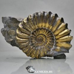  Ammonitesz Pleuroceras fosszlia Pirit svny lalak 75 gramm