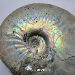  Ammonitesz fosszlia Aragonitos irizl hjjal 44 gramm