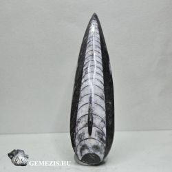  Orthoceras vagy Temperoceras fosszlia 23 gramm