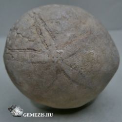  Tengerisn Echinolampas sp fosszlia 40 gramm