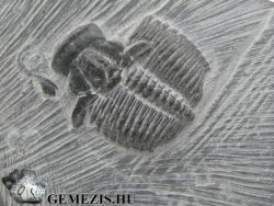  Trilobita Elrathia kingii fosszlia 520 milli ves llati kvlet 75 gramm