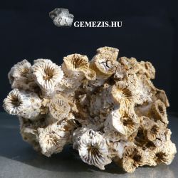 Placophyllia dianthus korall tmb fosszlia 53 gramm