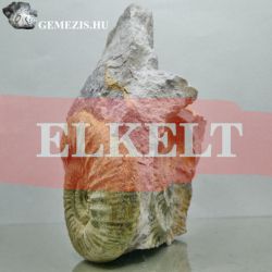  Ammonitesz Orthosphinctes sp fosszlia s negatv 291 gramm