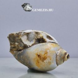  Gastropod fosszlia Kvarc kristlyos lalak 12 gramm