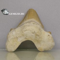  Otodus cpafog fosszlia 27 gramm