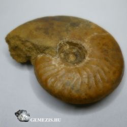  Ammonitesz Graphoceras fallax fosszlia 97 gramm