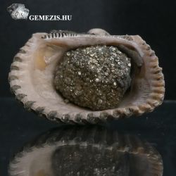  Tengeri kagylhj fl darabja Pirit svny kmaggal 11g